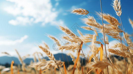 农场中摇曳的小麦苗背景图片