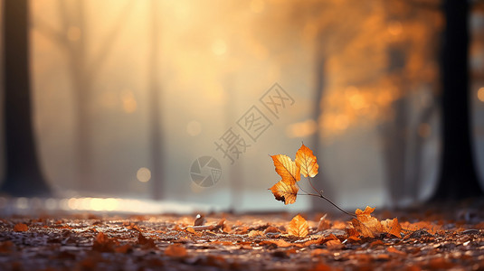 秋天公园中的落叶背景图片