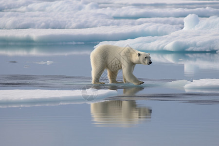浮冰上的野生动物图片