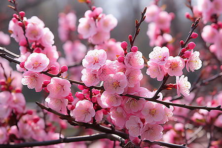 粉色的桃花桃花绽放季节高清图片