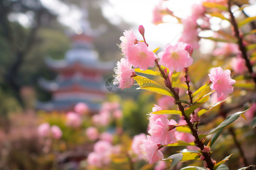 樱花绽放图片