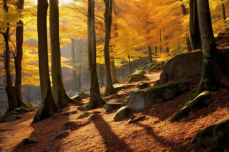 花岗岩阳光日光照耀的森林背景