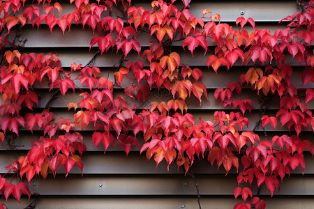 美丽的红色树叶背景图片