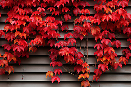 墙壁上的红色树叶背景图片