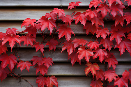 红色的树叶红色壁板高清图片