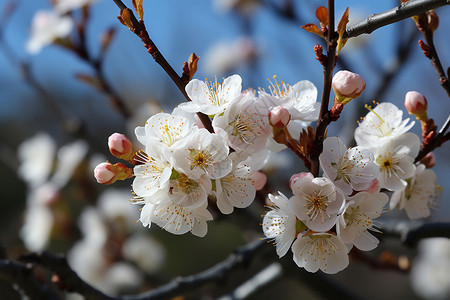 大自然美丽绽放的桃花图片