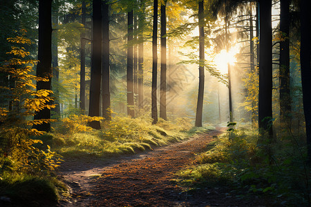 日出的森林风景图片
