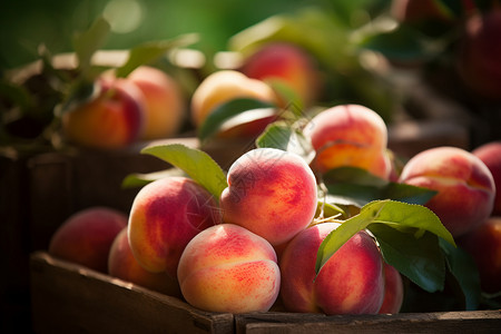 水果成熟季节收获的桃子背景