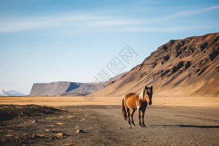 沙漠里的马图片