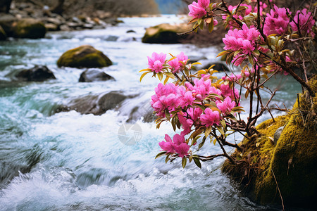 一朵杜鹃花河流边的杜鹃花背景