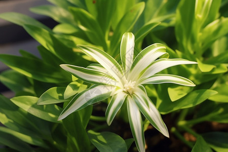 室内的植物绿色吊兰叶子高清图片