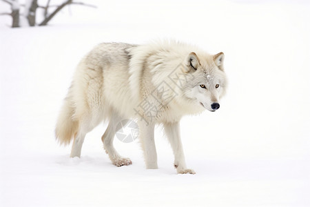 食肉动物雪狼高清图片
