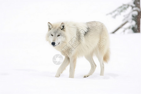凶猛北极狼食肉自然高清图片