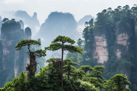 高耸松树高耸的群峰悬崖背景