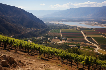 智利葡萄庄园山脉中的葡萄种植农场背景