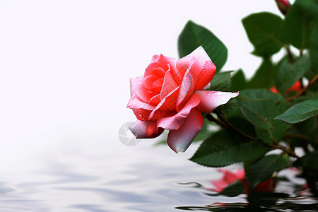 美丽浪漫美丽的玫瑰设计图片