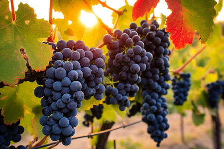 秋天葡萄丰收的葡萄背景