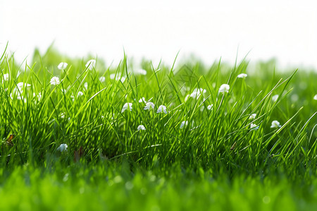 青翠的草地背景图片