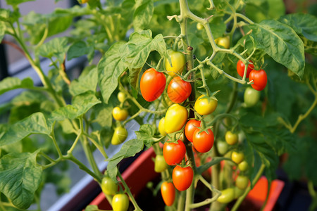 小番茄种植图片