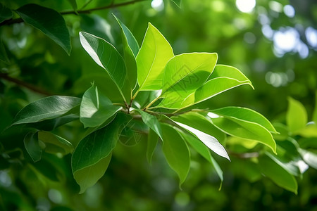 绿色的植物叶子背景图片