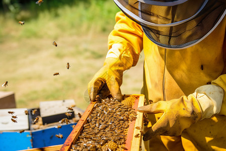 蜜蜂养殖图片