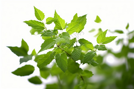 绿色的植物背景图片