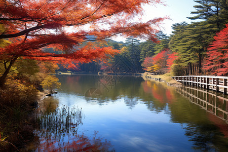 湖水枫树风景图片