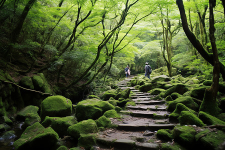 美丽的山林风景图片