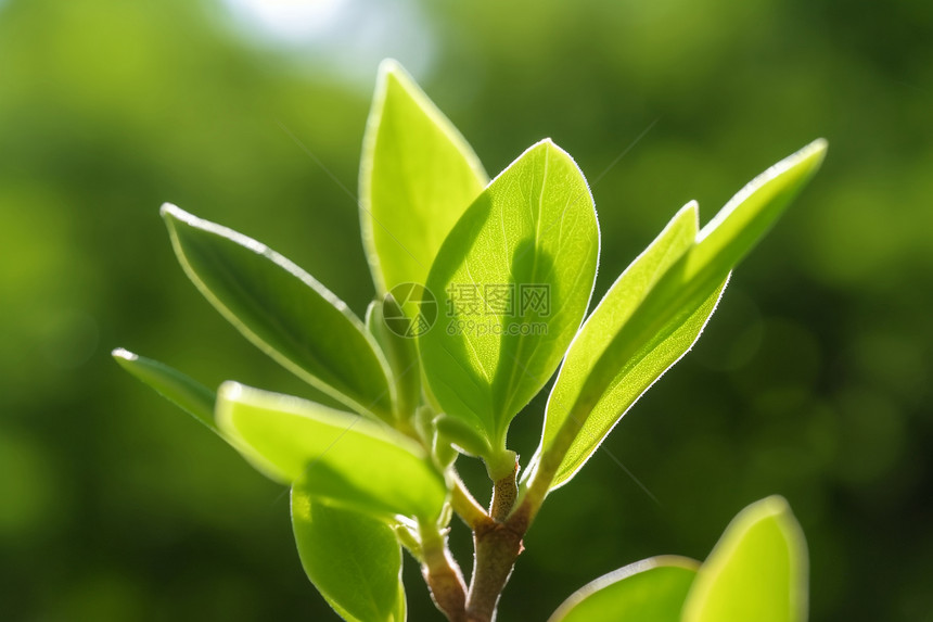 春天植物的叶子图片