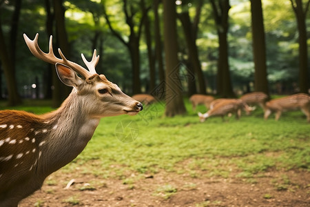 卡通森林与小鹿奈良的的小鹿背景