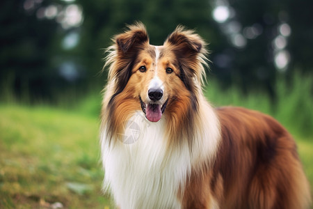 苏格兰牧羊犬高清图片