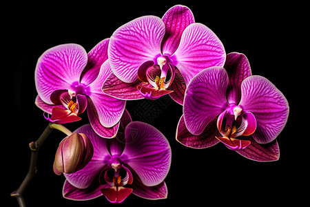 紫色的花蝴蝶充满活力的兰花背景
