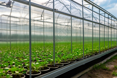玻璃大棚现代大棚种植技术背景