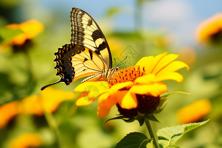 翅膀素材可爱展翅的花蝴蝶背景