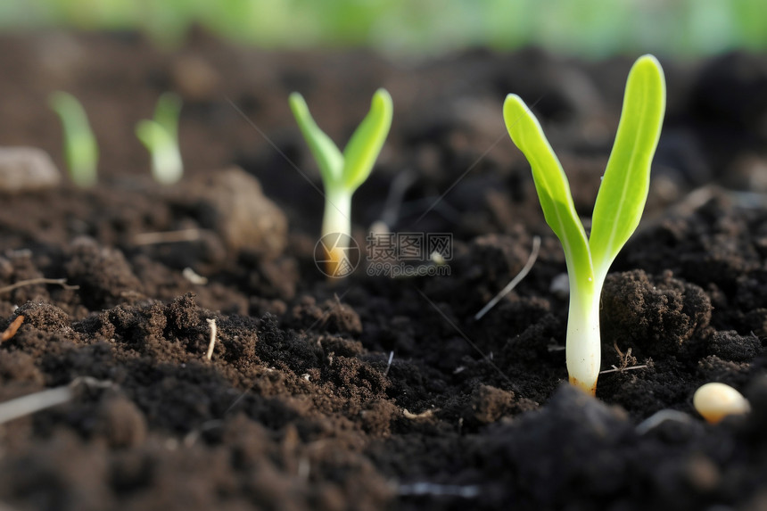 土壤里的豆芽苗图片