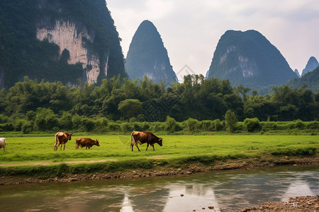 丘陵地区的畜牧业背景图片