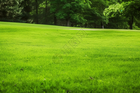 公园草坪的美丽景观图片