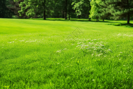 公园中郁郁葱葱的草坪图片