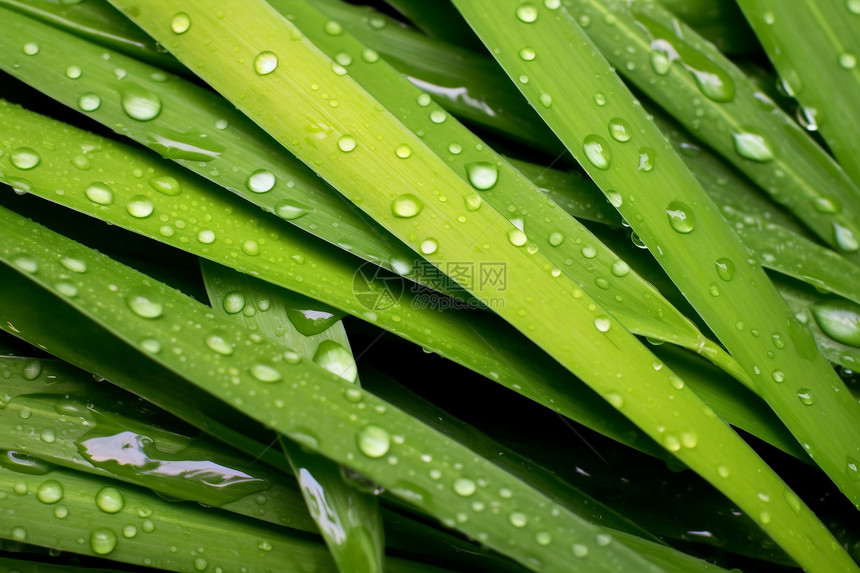 绿意盎然的热带树叶图片