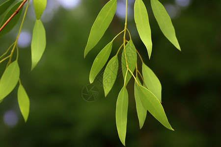 树林中茂盛的树叶背景图片