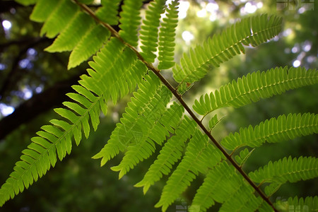 夏季的桫椤树树叶背景