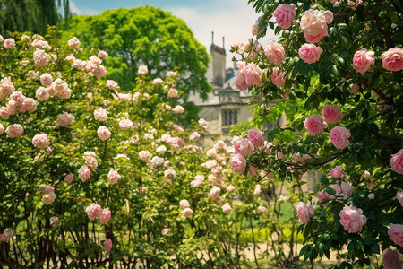 夏季盛开的玫瑰花田图片