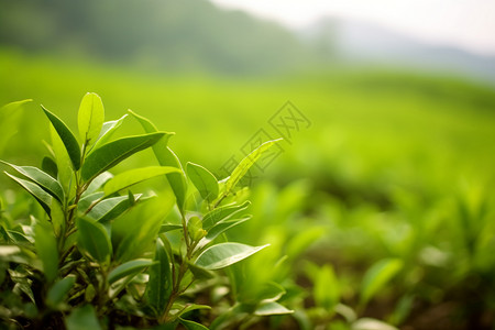 夏季生长的茶叶背景图片