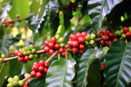 树上的咖啡果实图片