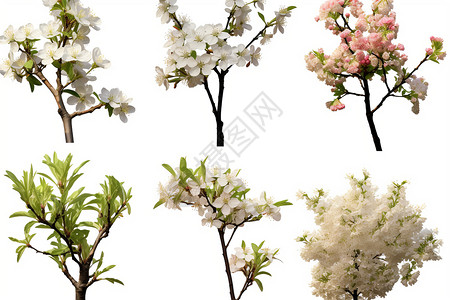春季盛开的果树花朵背景图片