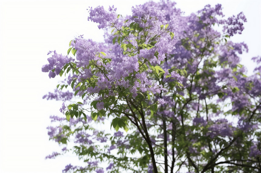 紫薇花绽放图片