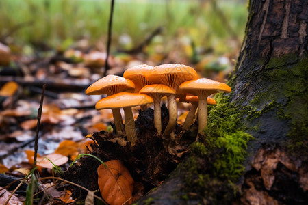 树根上的蘑菇高清图片