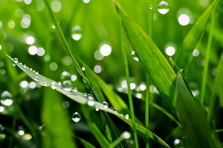 雨后清晨沾满露珠的草叶背景