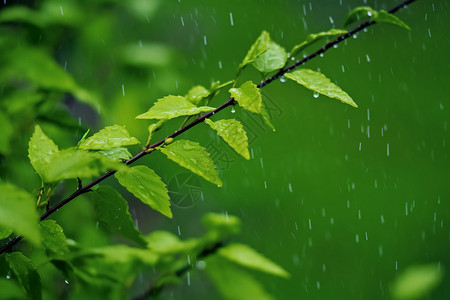 雨中的树叶背景图片