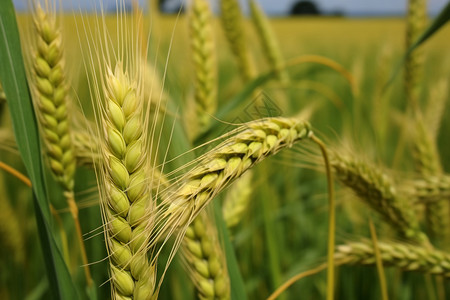 小麦抽穗图片